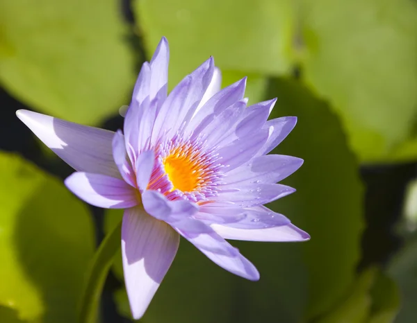 Flor de loto en un día soleado — Foto de Stock