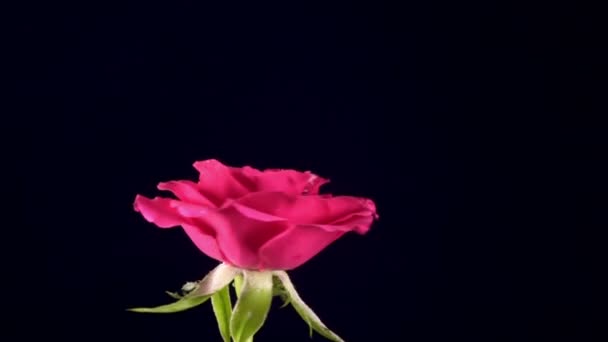 Вода падает на цветок розы и катится вниз, медленное движение — стоковое видео