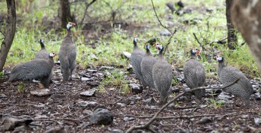 Güneşli bir günde vahşi guinea hen
