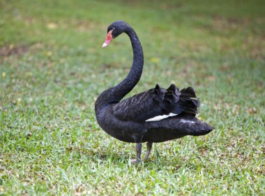 Siyah Kuğu güneşli bir günde