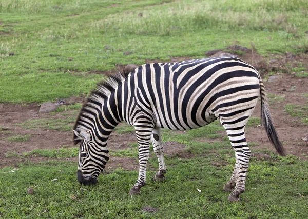 Das Zebra knabbert am regnerischen Nachmittag an einem Gras — Stockfoto