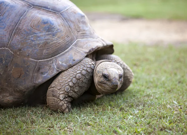 Tortuga grande de Seychelles —  Fotos de Stock