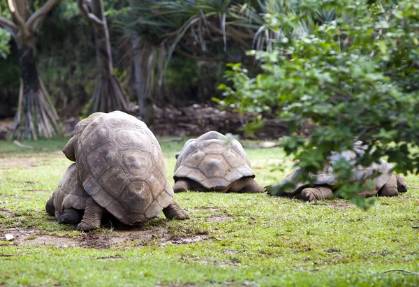 Two Big Seychelles turtles sympathizing each other. Mauritius — Stock Photo, Image