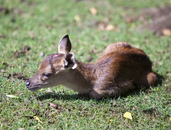 O filhote de um veado está em uma grama — Fotografia de Stock