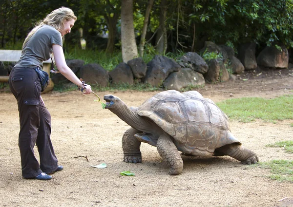 Joven hermosa turista mujer alimenta a una tortuga — Foto de Stock