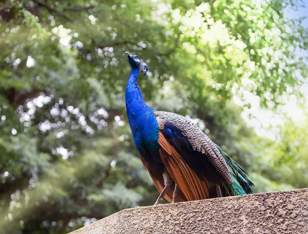 Peacock in een zonnige dag — Stockfoto