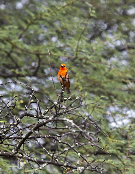 Маврикий, Мадагаскар Фоди (Foudia madagascariensis ) — стоковое фото