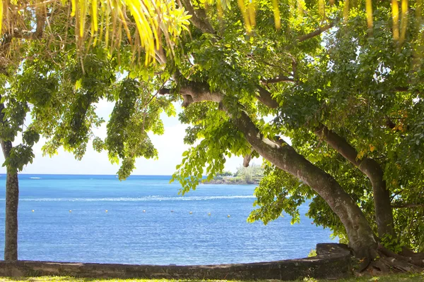 Ağaç deniz kenarında. Mauritius — Stok fotoğraf