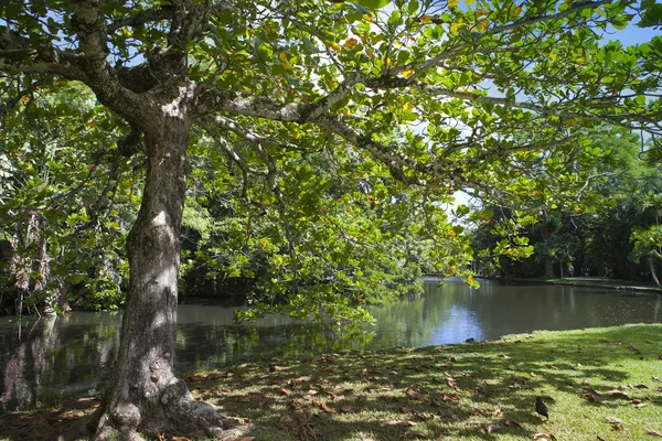 Povaha Mauricius. jezero a tropické stromy — Stock fotografie