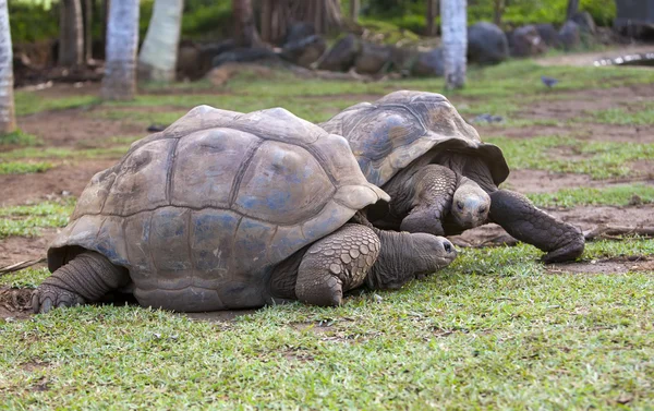 Dos grandes tortugas Seychelles —  Fotos de Stock