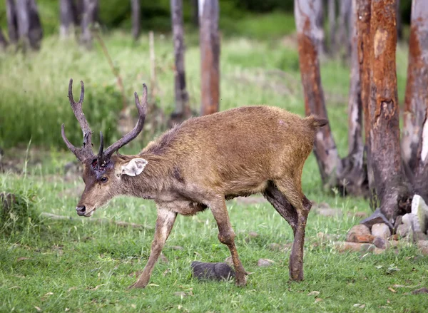 Deer with the falling-off horns. Mauritius. — Stock Photo, Image