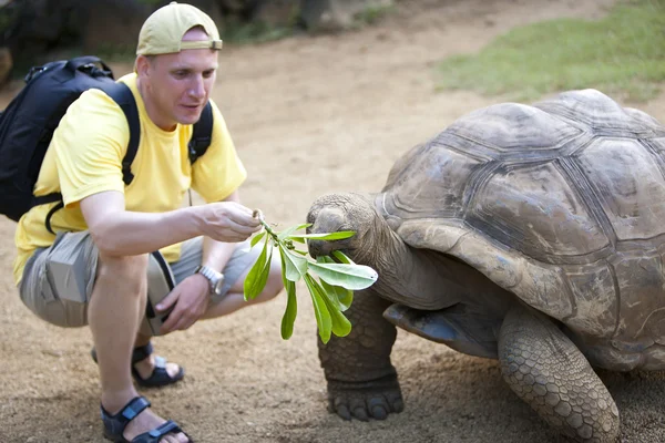 El hombre que el turista alimenta a una tortuga, se centra en una tortuga —  Fotos de Stock