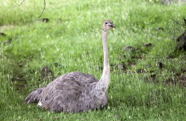 Ostrich emu in a sunny day — Stock Photo, Image