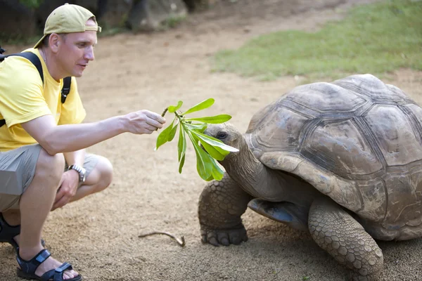 Manden turisten fodrer en skildpadde - Stock-foto