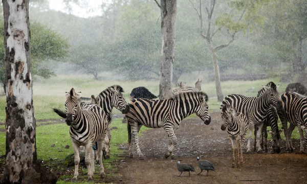 Zebra besætning i øsende regn - Stock-foto