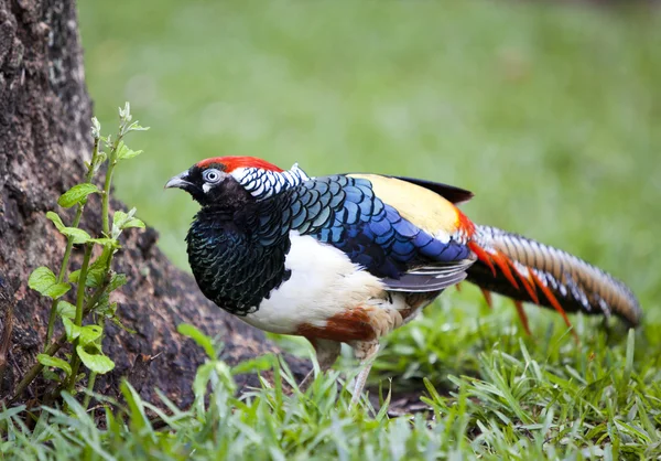 Amherst pheasant w ogrodzie — Zdjęcie stockowe