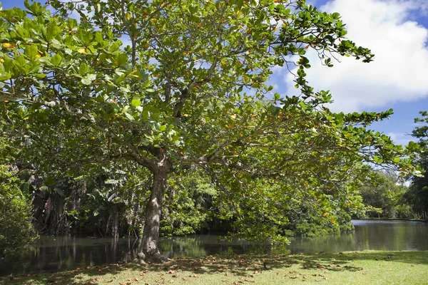 Nature of Mauritius. Lake and tropical trees — Stock Photo, Image