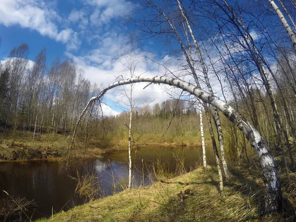 El río en el bosque de primavera, un abedul doblado sobre el agua —  Fotos de Stock