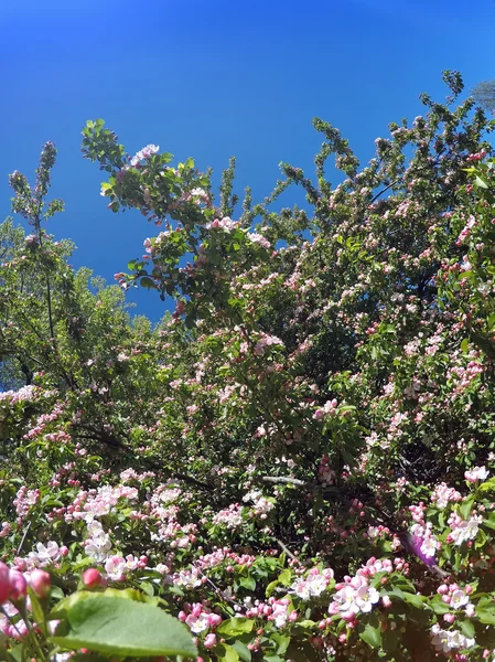 El manzano floreciente con flores rosadas sobre el fondo azul del cielo —  Fotos de Stock