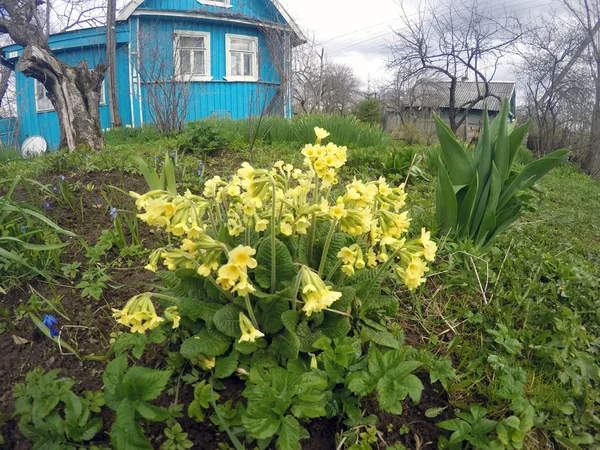 Bush de una onagra (Primula macrocalyx Bunge) antes de la casa rural de madera — Foto de Stock