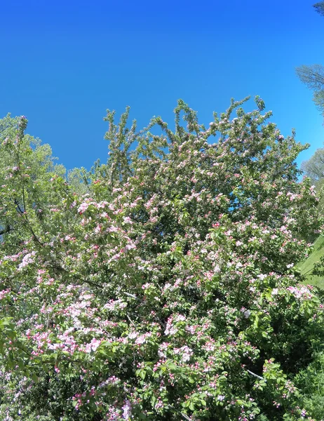 El manzano floreciente con flores rosadas sobre el fondo azul del cielo —  Fotos de Stock