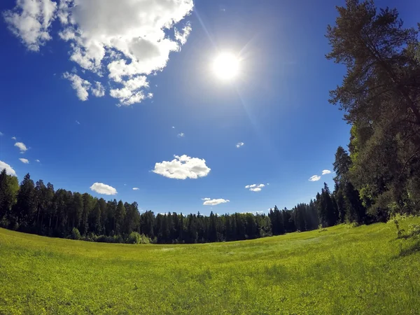 El paisaje hermoso, brillante veraniego - el bosque detrás del prado —  Fotos de Stock