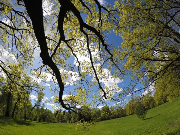 Beau paysage estival lumineux - le bois derrière une prairie et des branches d'arbres au premier plan — Photo