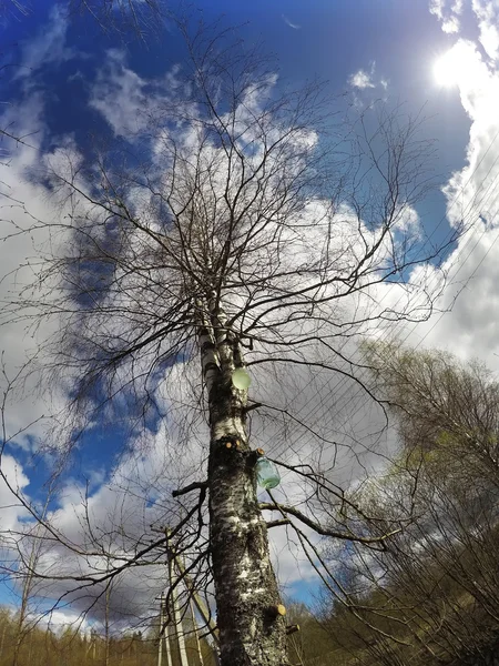 Recolhendo seiva de bétula em frascos de vidro no início da primavera, Rússia — Fotografia de Stock