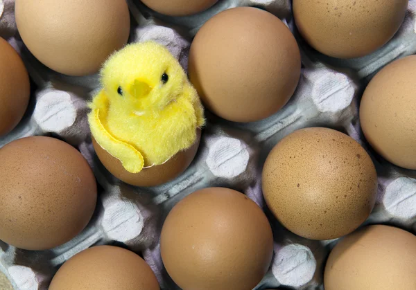 Juguete pollo con cáscara de huevo entre los huevos en el embalaje —  Fotos de Stock