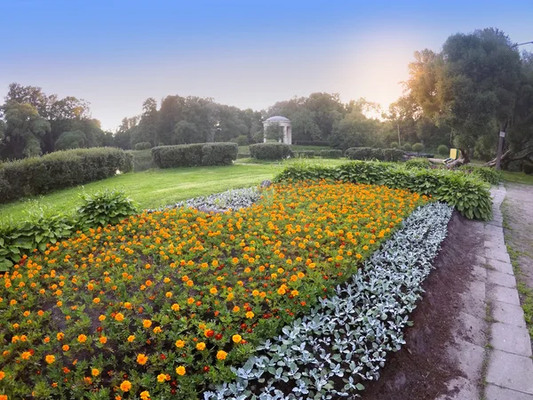 Большая клумба с цветами мариголд (Tagetes) в парке на закате — стоковое фото