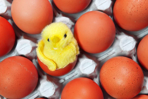 Leksak kyckling sitter i ett skal av ett påskägg bland röda påskägg — Stockfoto