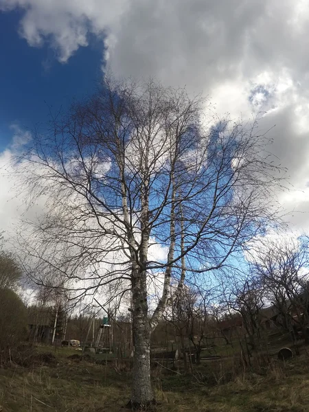 El abedul sobre el fondo azul del cielo a principios de la primavera, las ramas sin licencia —  Fotos de Stock