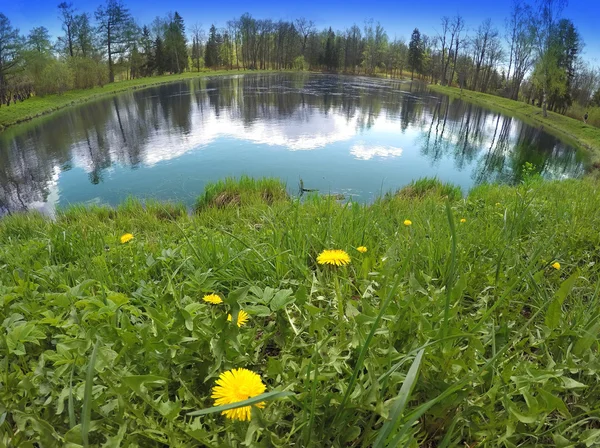 The first spring flowers dandelions on the bank of the lake — Stock Photo, Image
