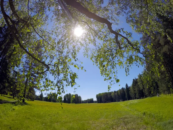 El paisaje hermoso, brillante veraniego - el bosque detrás del prado y las ramas de los árboles en primer plano —  Fotos de Stock