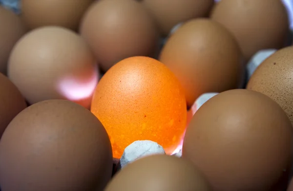 Ägg, ett ägg det är upplyst — Stockfoto