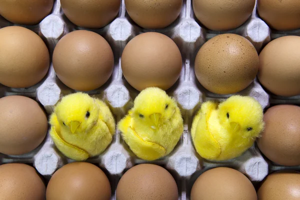 Tre leksak kycklingar mellan ägg i packin — Stockfoto