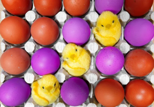 Três galinhas de brinquedo sentar-se ibetween ovos de Páscoa vermelho e violeta — Fotografia de Stock