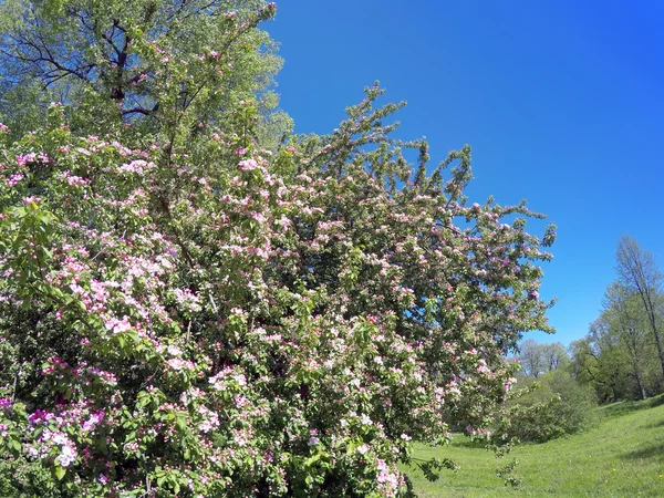 The blossoming apple tree with pink flowers on the blue sky background — Stock Photo, Image
