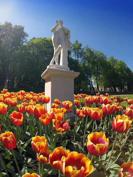Spring tulips in park. Gatchina. Russia — Stock Photo, Image