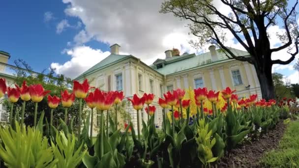 Tulipánok a Grand Menshikov palota előtt. St. Petersburg, Lomonosov, Oroszország — Stock videók