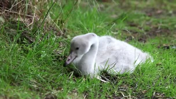年轻的天鹅 — 图库视频影像