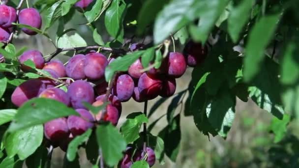 Zweige eines Pflaumenbaumes mit reifen Früchten — Stockvideo