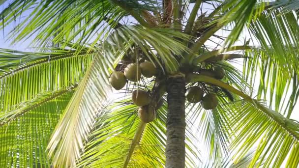 Cocos en una palmera — Vídeos de Stock