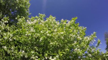 Kuş kiraz dallar beyaz çiçekli mavi gökyüzü arka plan salla. Ağır çekim