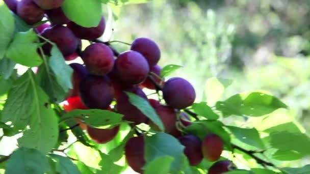 Ветви сливы с спелыми плодами — стоковое видео