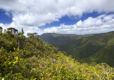 Mauritius 'un doğası. Ahşap ve dağlar