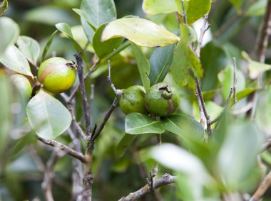 Guava ağaçta, Mauritius