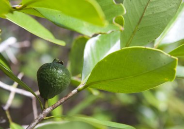 Guava ağaçta, Mauritius
