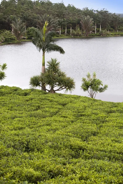 Plantacja herbaty. Mauritius w słoneczny dzień — Zdjęcie stockowe