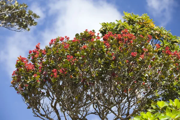 Árbol tropical con hojas, rojo en los extremos de las ramas (Photinia), Mauricio —  Fotos de Stock